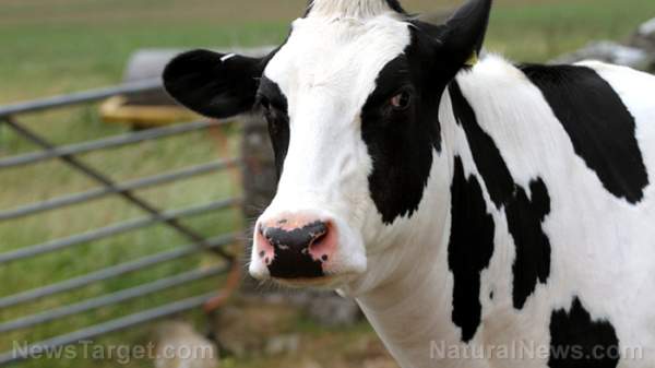 British government mandates methane-reducing Bovaer feed additive for cows – but at what cost?