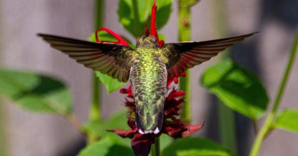 10 Trees That Attract Hummingbirds - The Garden Magazine