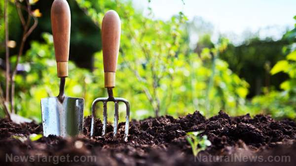 STUDY: Gardening offers physical and mental health benefits for cancer survivors