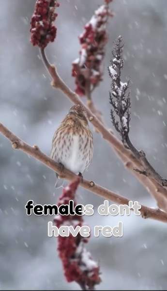 Purple Finch: The Bird of February in Winter Snow! - YouTube