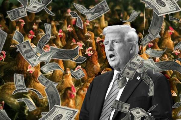 Trump Unveils $1 Billion Bird Flu Plan & Yes, It Benefits Big Pharma - The Washington Standard