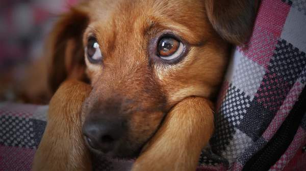 The Climate Cabal Is Coming for Our Dogs - The Punching Bag Post