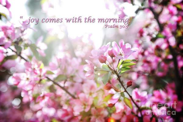 Joy in the Morning Photograph by Lincoln Rogers - Fine Art America