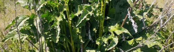 Foraging Escapades, Writing, and Workshops – Biblical Natural Health Coaching