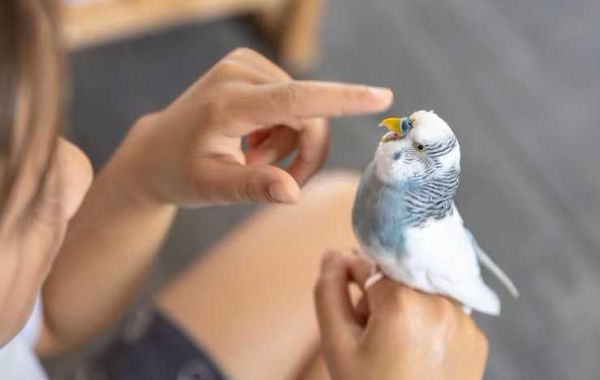 The Importance of Bird Toys in Your Pet’s Life