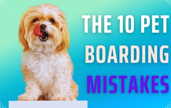 Top 10 Pet Boarding Mistakes Every Owner Should Avoid