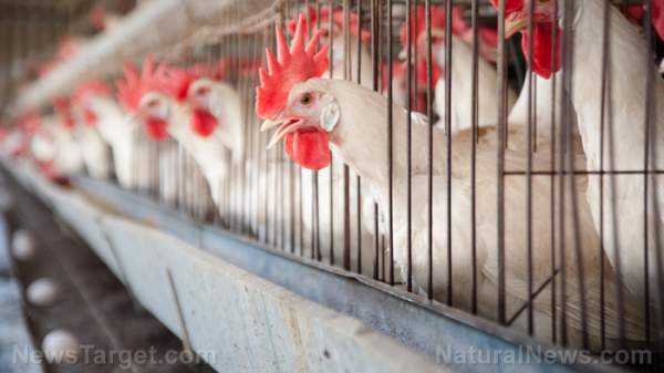 Bird flu panic: Industrial farm crisis and questionable vaccine push shakes food freedom