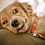 dark dog Profile Picture