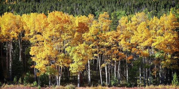 Apen Morning Gold Photograph by Lincoln Rogers - Fine Art America