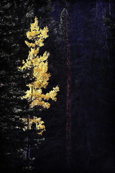 Light Amongst The Alpine Shadow Photograph by Lincoln Rogers - Fine Art America