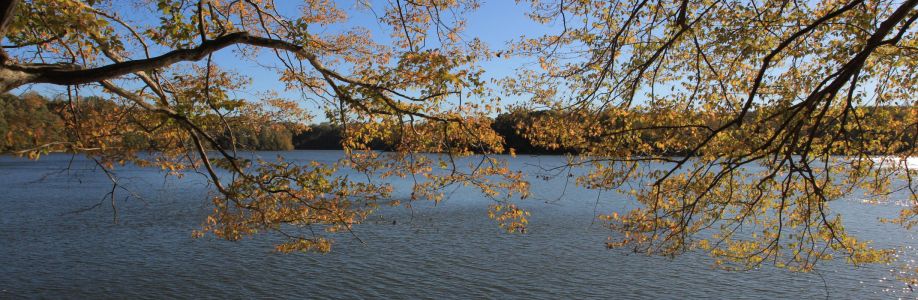 Alexander Rogge Cover Image