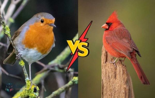 The Quick-Start Guide to Distinguishing Robin and Cardinal Eggs