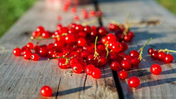The superfood power of CRANBERRIES: Tiny berries with mighty benefits