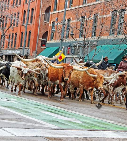 Parade of traditions | TheFencePost.com