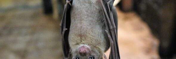 Henipavirus: A Timeline and Introduction to Key Players – Biblical Natural Health Coaching