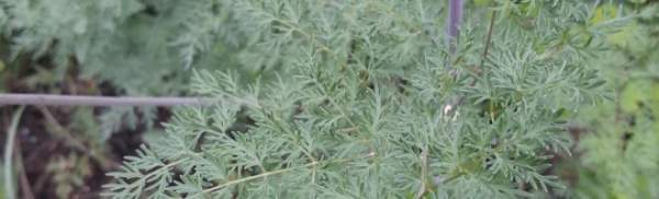 Cheesy Carrot Chickpea Hummus! – Biblical Natural Health Coaching