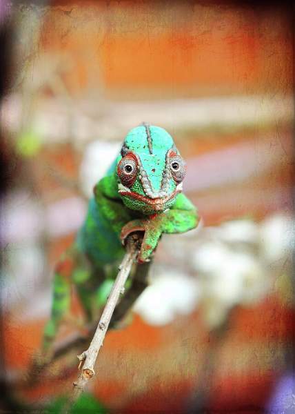 The Eyes Have It Photograph by Lincoln Rogers - Fine Art America