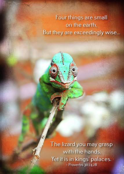 Small and Wise Photograph by Lincoln Rogers - Fine Art America