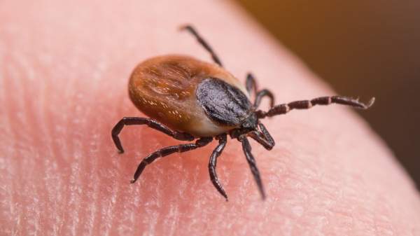 Lyme Disease in America Came from Military’s Bioweapons Project - The Punching Bag Post