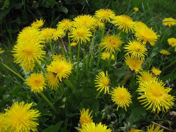 From lawn pest to lifesaver: The unlikely medicinal power of the common dandelion   – NaturalNews.com