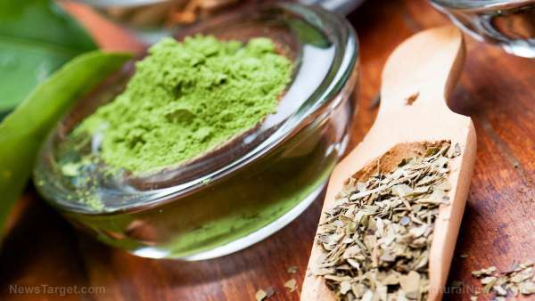 Green Tea’s health benefits extend to gut, metabolism and mood, research suggests   – NaturalNews.com