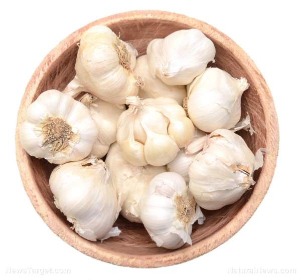 Little-known compound in aged garlic could be key to fighting age-related muscle decline   – NaturalNews.com